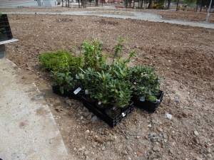 25_04_2015 Създаване на Ротарианска гора от Интеракт,Ротаракт и Ротари Стара Загора