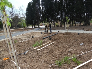 25_04_2015 Създаване на Ротарианска гора от Интеракт,Ротаракт и Ротари Стара Загора