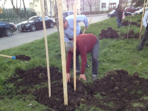 Засаждане дръвчета в парка пред детската градина