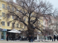 РОТАРИ КЛУБ СЛИВЕН. ИНИЦИАТИВА "СТАРИЯ БРЯСТ В СЛИВЕН "ЕВРОПЕЙСКО ДЪРВО НА ГОДИНАТА 2014".